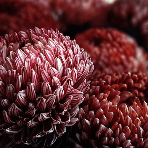 Order International Flower Delivery Online Interflora Australia™