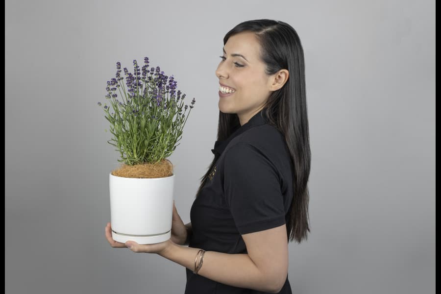 Interflora Home – Shop Indoor Plants Online | Interflora™