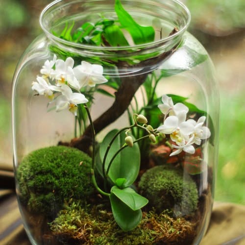 Closed terrarium - what is it and how does it work?