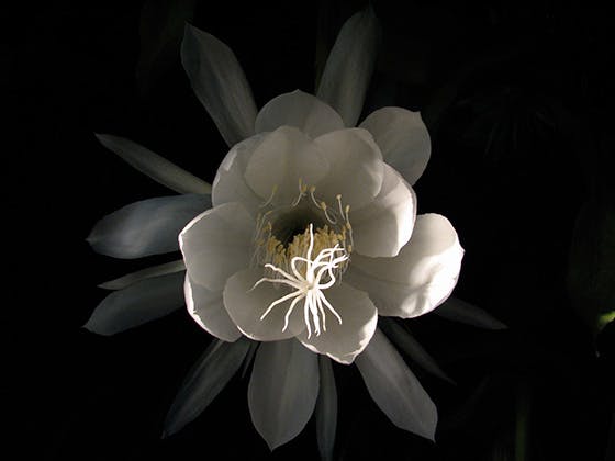 Kadupul Flower.jpg