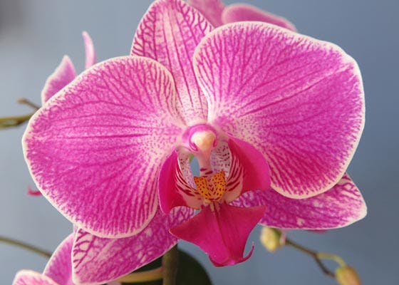 moth orchid.jfif
