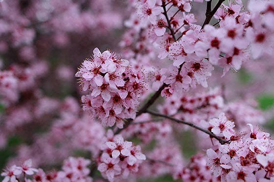 Plum blossom.jpg