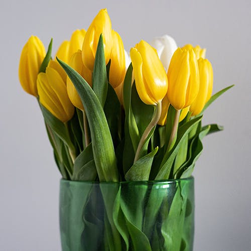 Yellow tulips.jpeg